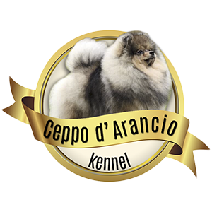 Ceppo d'Arancio, allevamento per la selezione dello spitz tedesco nano-piccolo arancio